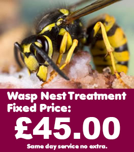 Yardley Wasp Control, Wasp nest treatment and removal only £45.00 no extra, 100% guarantee with no hidden extras or nasty surprises. T:0121 450 9784 