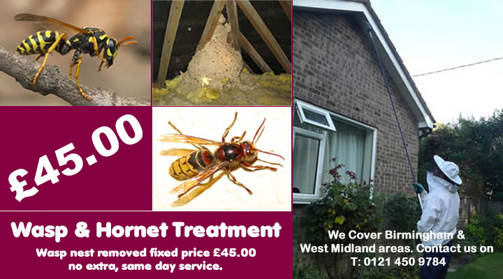 Wssp Go Birmingham wasp and hornet treatment fixed price £45.00, covering Birmingham, Wolverhampton and West Midlands. Contact us on 0121 450 9784  for more info